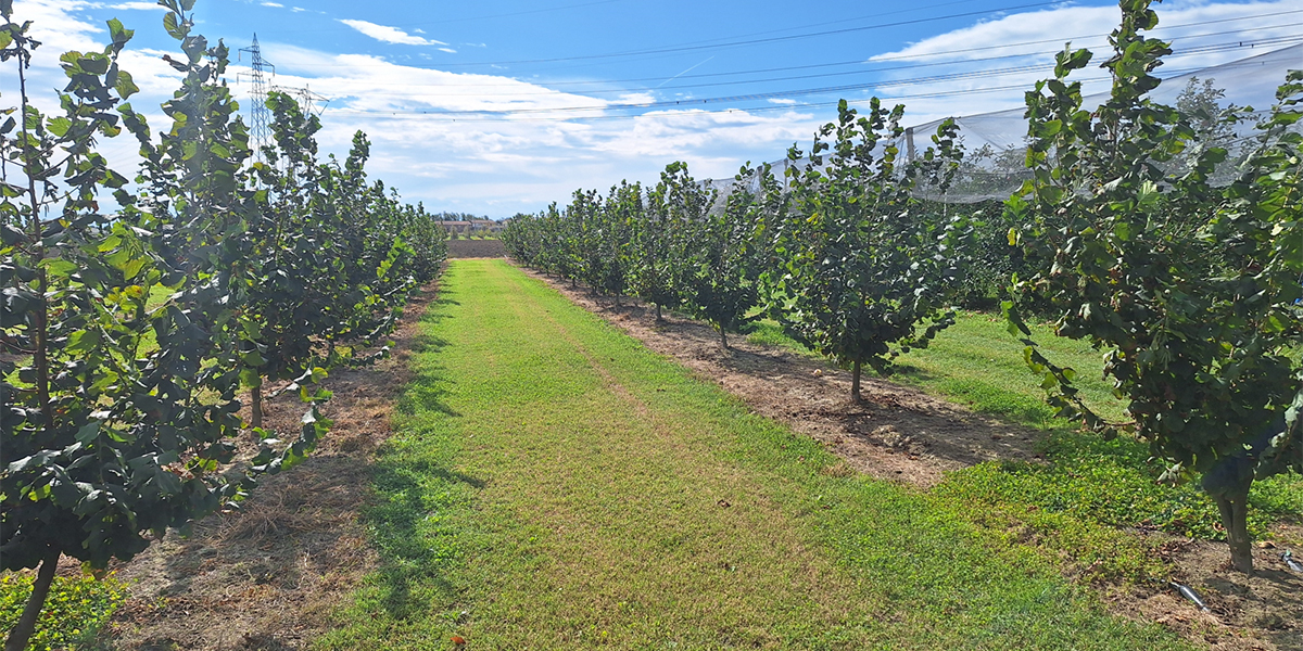 Qualche certezza anche in ortofrutta può esistere: il nocciolo traccia la strada